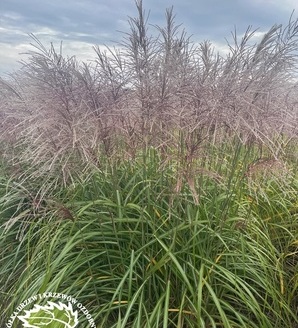 Miscanthus sinensis 'Malepartus' / miskant chiński