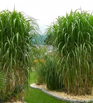 Miscanthus giganteus / miskant olbrzymi