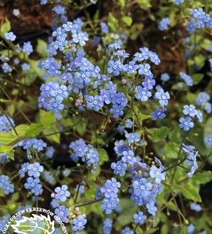 Brunnera macrophylla 'Sea Heart'® / brunera wielkolistna