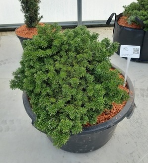 Abies koreana 'Tundra' / jodła koreańska