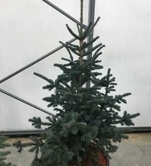 Abies lasiocarpa 'Argentea' / jodła górska