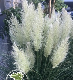 Cortaderia selloana 'Pumila' / trawa pampasowa