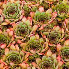 Sempervivum 'Andromeda' / rojnik