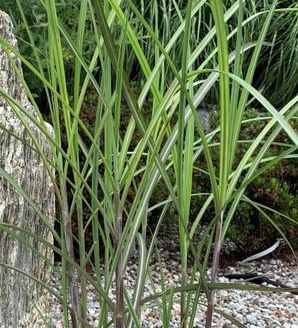 Miscanthus sinensis 'Grosse Fontaine' / miskant chiński