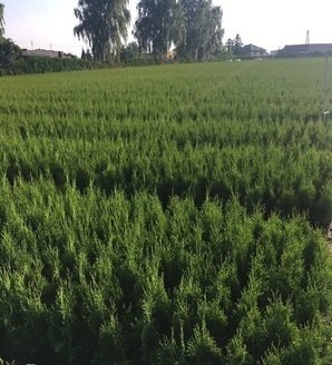 Thuja occidentalis 'Smaragd' / żywotnik zachodni Szmaragd