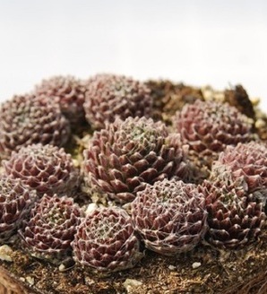 Sempervivum 'Sirius' / rojnik