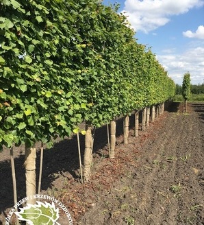 Tilia europaea 'Pallida' (SZPALER) / lipa holenderska