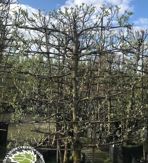 Sorbus thuringiaca 'Fastigiata' (SZPALER) / jarząb turyngski 