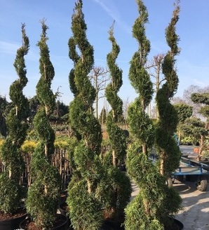 Thuja occidentalis 'Smaragd' - SPIRALA / żywotnik zachodni Szmaragd