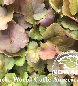 Heuchera hybrida 'World Caffe Americano''® / żurawka