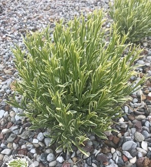 Lavandula intermedia 'Platinum Blonde'® / lawenda pośrednia