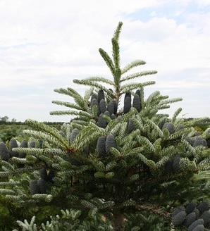 Abies koreana 'Silberlocke' / jodła koreańska