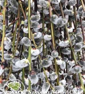 Salix caprea 'Kilmarnock' H / wierzba iwa