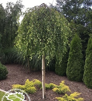 Betula pendula 'Youngii' / brzoza brodawkowata