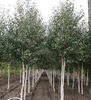 Betula utilis 'Doorenbos' (B. jacquemontii) / brzoza pożyteczna