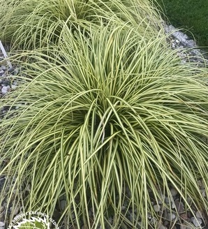 Carex oshimensis 'Evergold '/ turzyca oszimska