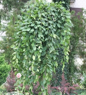 Carpinus betulus 'Pendula' / grab pospolity