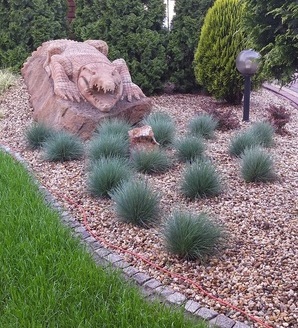 Festuca glauca 'Elijah Blue' / kostrzewa sina