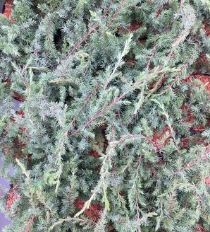 Juniperus conferta 'Schlager' / jałowiec nadbrzeżny