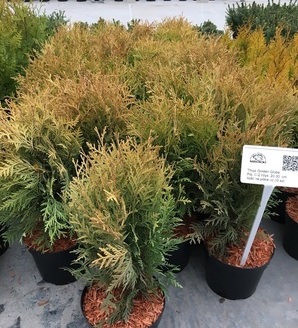 Thuja occidentalis 'Golden Globe' / żywotnik zachodni