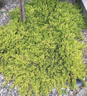 Juniperus communis 'Goldschatz' / jałowiec pospolity