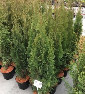 Thuja occidentalis 'Smaragd' / żywotnik zachodni Szmaragd