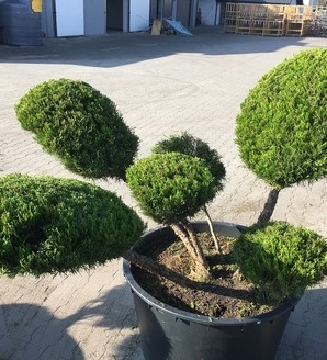 Juniperus pfitzeriana 'Mint Julep' / jałowiec pfitzera