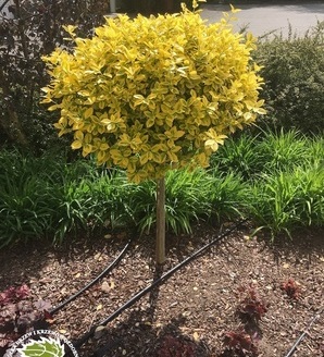 Euonymus fortunei 'Emerald'n Gold' / trzmielina Fortune’a / trzmielina pnąca