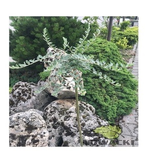 Salix repens var. Argentea / wierzba płożąca