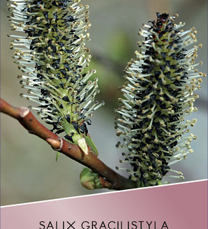 Salix gracilistyla 'Melanostachys' / wierzba smukłoszyjkowa
