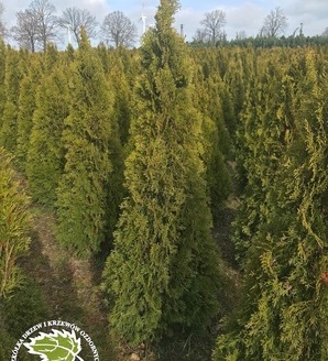 Thuja occidentalis 'Smaragd' / żywotnik zachodni Szmaragd