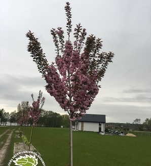 Prunus serrulata 'Kanzan' / wiśnia piłkowana