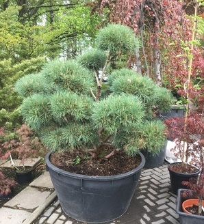 Pinus sylvestris 'Watereri' / sosna zwyczajna