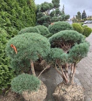 Pinus sylvestris 'Watereri' / sosna zwyczajna