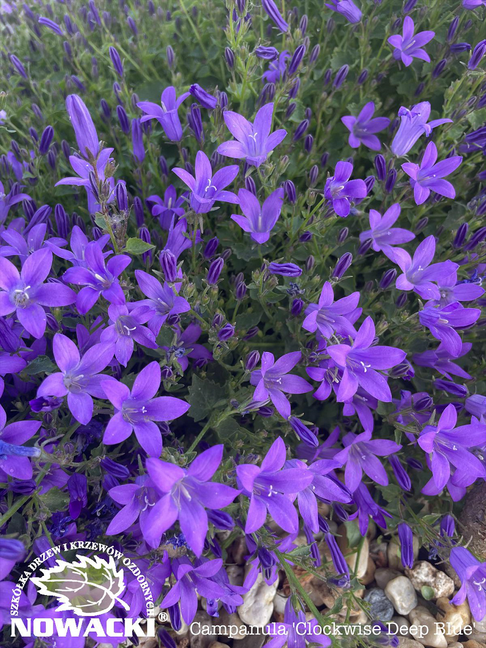 Campanula 'Streetwise Deep Blue' / dzwonek dalmatyński