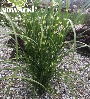 Miscanthus sinensis 'Giraffe' / miskant chiński