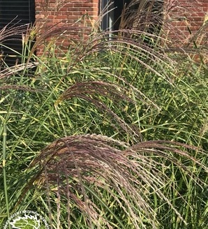 Miscanthus sinensis 'White Rush' / miskant chiński