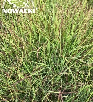 Pennisetum alopecuroides 'Burgundy Bunny' / rozplenica japońska