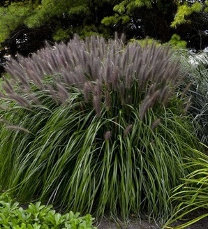 Pennisetum alopecuroides 'Red Head' / rozplenica japońska