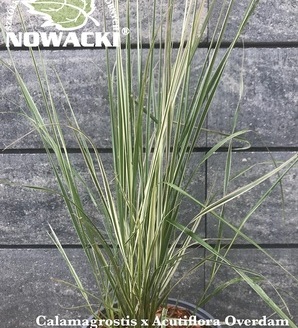 Calamagrostis x acutiflora 'Overdam' / trzcinnik ostrokwiatowy