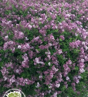 Syringa meyeri 'Palibin' H / lilak Meyera