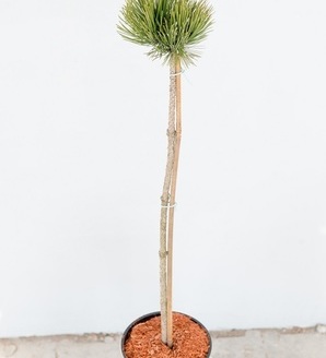 Pinus heldreichii 'Smidtii' / sosna bośniacka