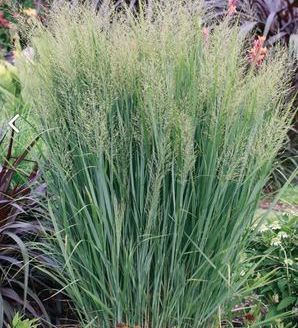 Panicum virgatum 'Northwind' / proso rózgowate