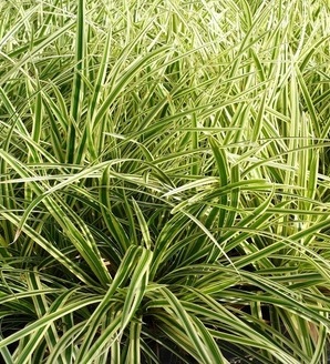 Carex morrowii 'Goldband' / turzyca japońska