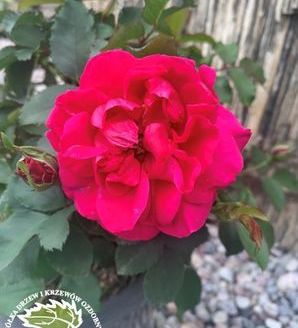 Rosa 'Ajnda'™ Palace®Poulpah081(N) / róża rabatowa