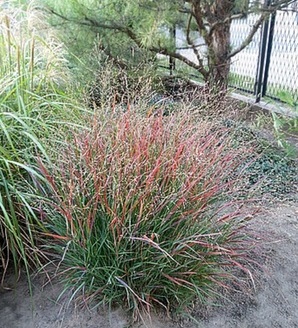 Panicum virgatum 'Shenandoah' / proso rózgowate