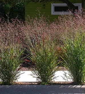 Panicum virgatum 'Warrior' / proso rózgowate