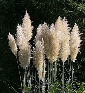 Cortaderia selloana 'White Feather' / trawa pampasowa