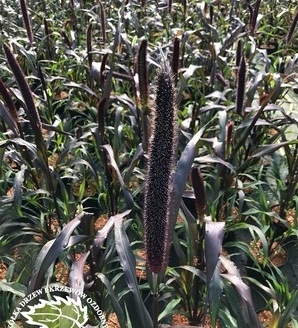 Pennisetum glaucum 'Purple Baron' / rozplenica perłowa