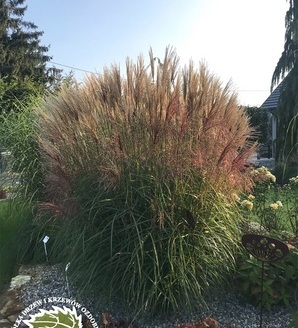 Miscanthus sinensis 'Ferner Osten' / miskant chiński